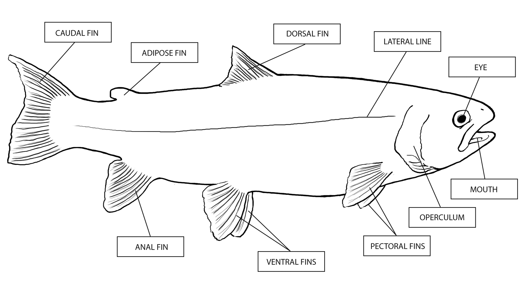 labeled diagram viper fish coloring pages - photo #8