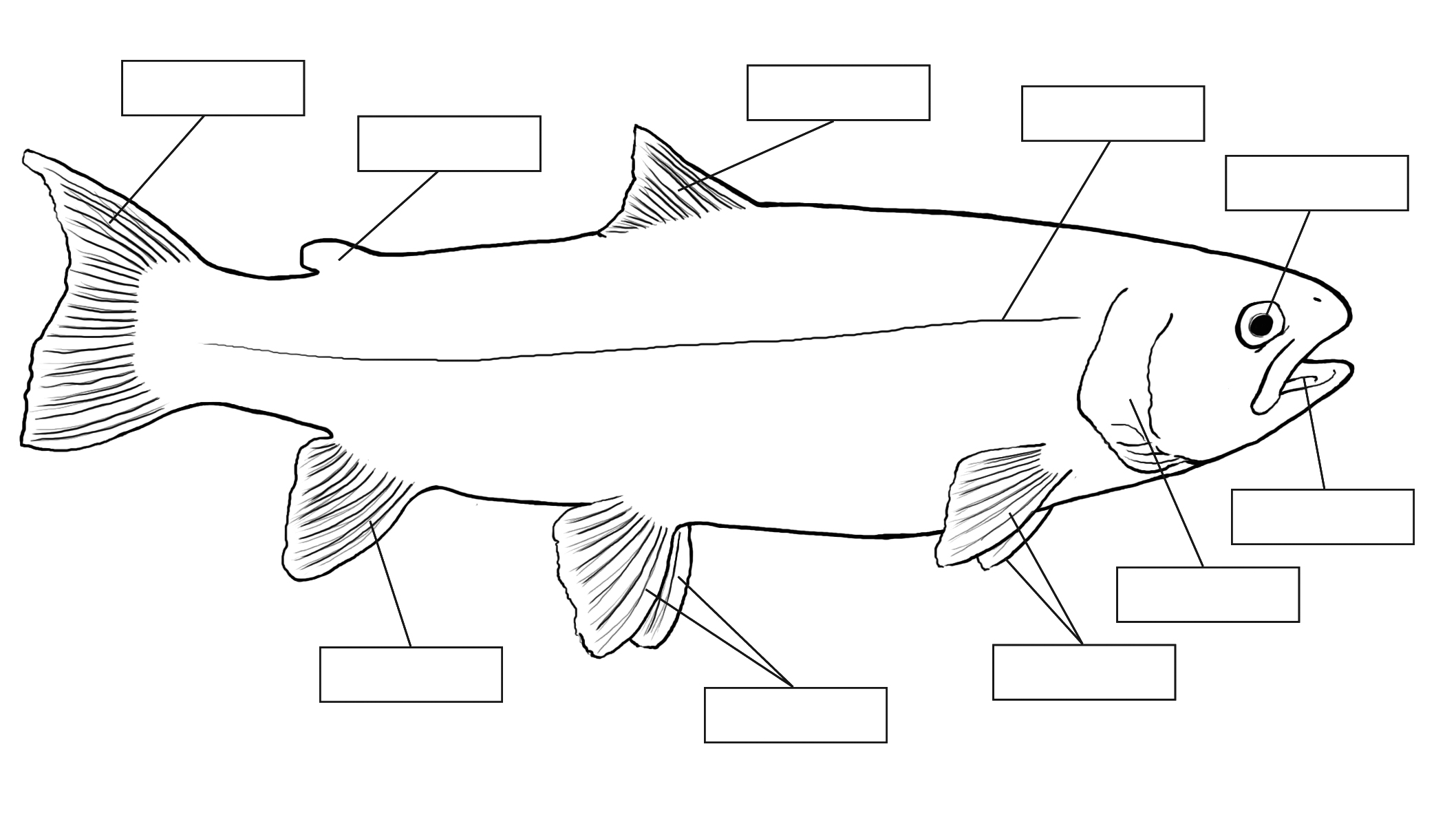 External Anatomy Of A Fish - Anatomy Drawing Diagram