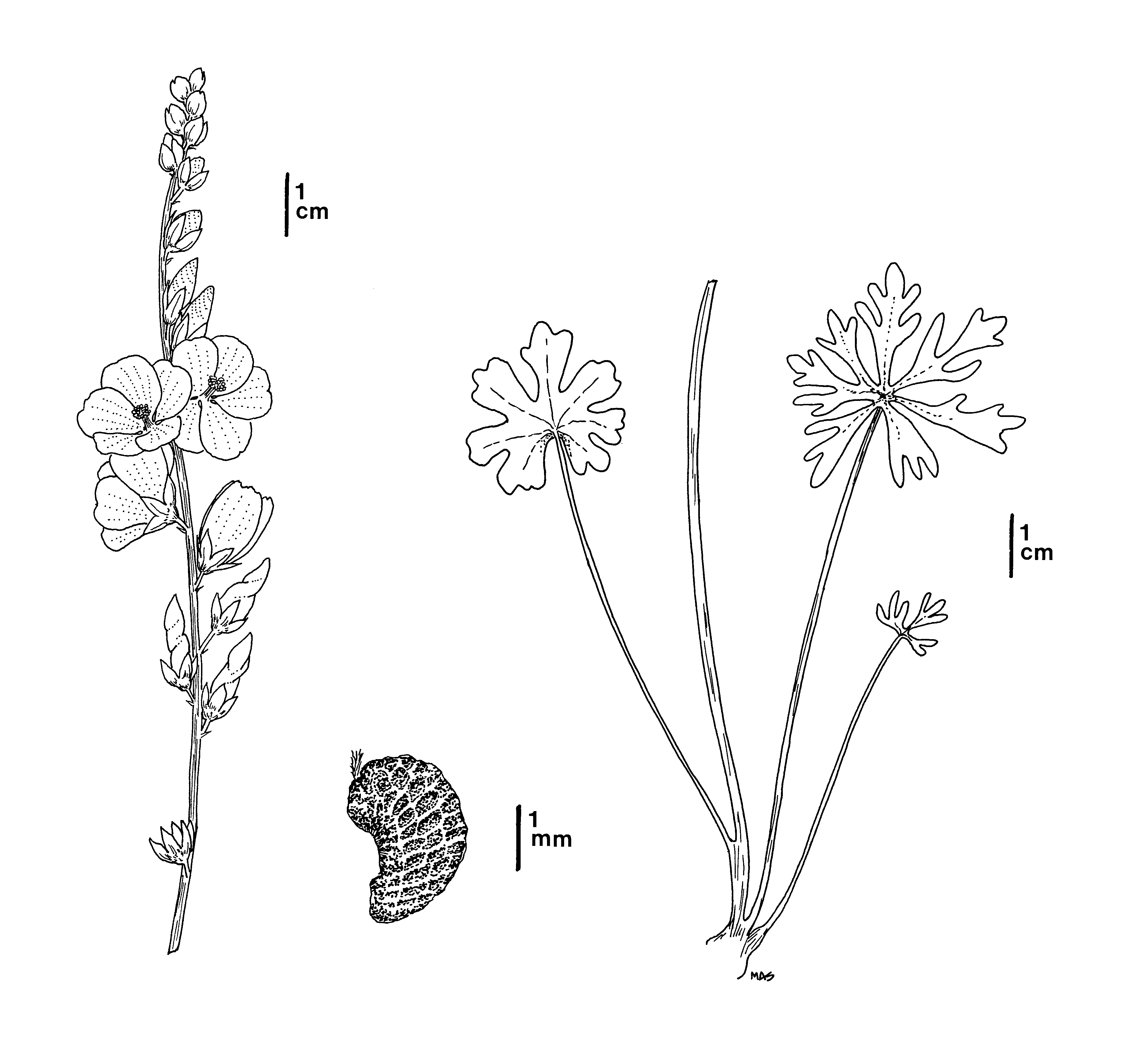 black and white line drawing of Owens Valley checkerbloom